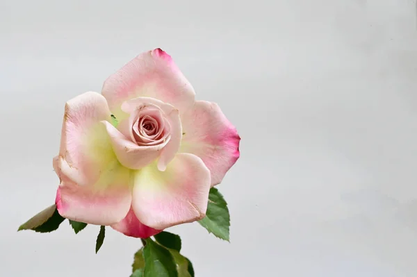 Hermosa Flor Rosa Sobre Fondo Claro Concepto Verano Vista Cercana — Foto de Stock