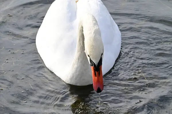 Beau Cygne Blanc Nageant Sur Surface Eau Lac Jour Été — Photo