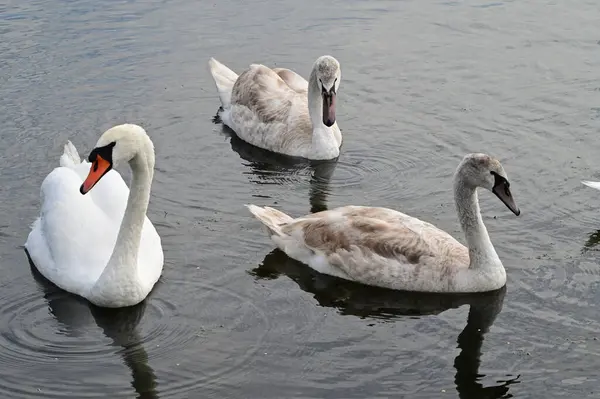 Schöne Weiße Schwäne Die Sommertagen Auf Der Wasseroberfläche Des Sees — Stockfoto