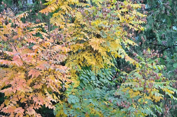 Vue Des Branches Arbres Automne Aux Feuilles Jaunes — Photo