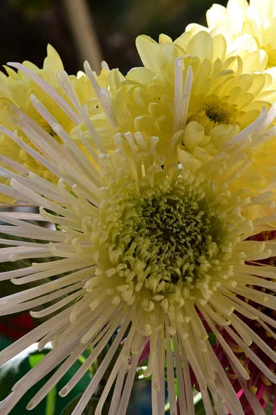 Schöne Blume Wächst Garten Sonnigem Sommertag — Stockfoto