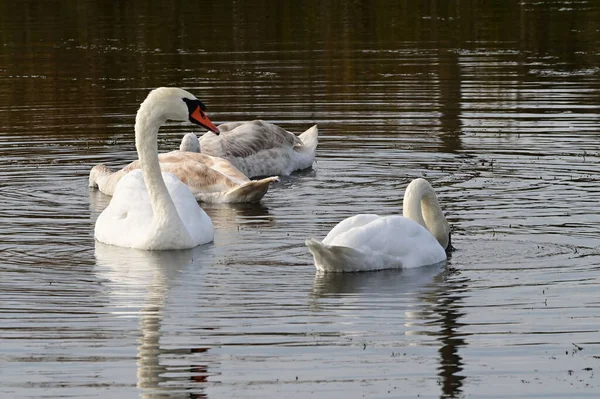 Vackra Vita Svanar Simmar Sjö Vattenytan Sommardagen — Stockfoto