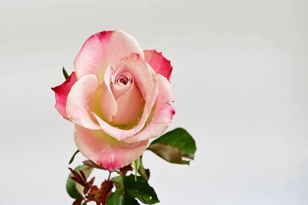 Bela Rosa Flor Fundo Luz Conceito Verão Vista Perto — Fotografia de Stock
