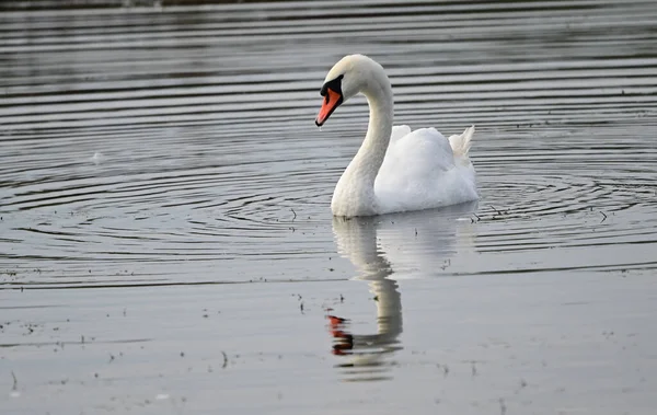 Belo Cisne Branco Nadando Superfície Água Lago Dia Verão — Fotografia de Stock