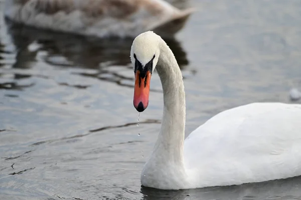 Vackra Vita Svanar Simmar Sjö Vattenytan Sommardagen — Stockfoto