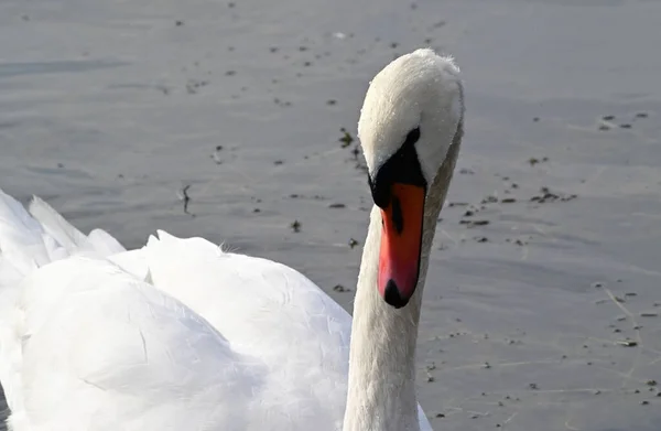 Hermoso Cisne Blanco Nadando Superficie Del Agua Del Lago Día —  Fotos de Stock