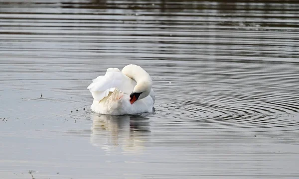 Beautiful White Swan Swimming Lake Water Surface Summer Day — Stock Photo, Image