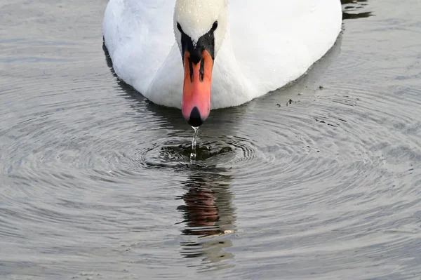 Hermoso Cisne Blanco Nadando Superficie Del Agua Del Lago Día — Foto de Stock