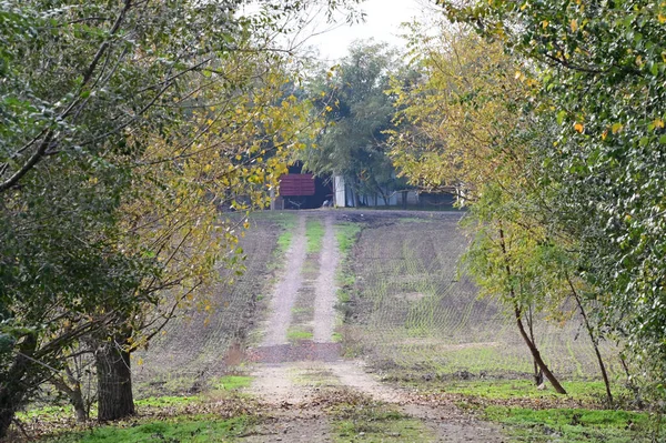 Vista Estrada Entre Árvores Outono Com Folhas Amarelas — Fotografia de Stock