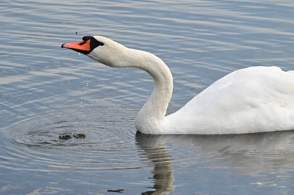 Belo Cisne Branco Nadando Superfície Água Lago Dia Verão — Fotografia de Stock