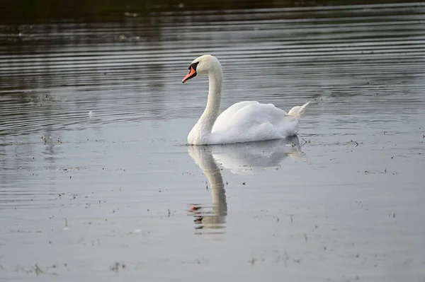 Beautiful White Swan Swimming Lake Water Surface Summer Day — Stock Photo, Image