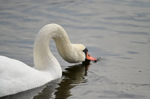 Beau Cygne Blanc Nageant Sur Surface Eau Lac Jour Été — Photo