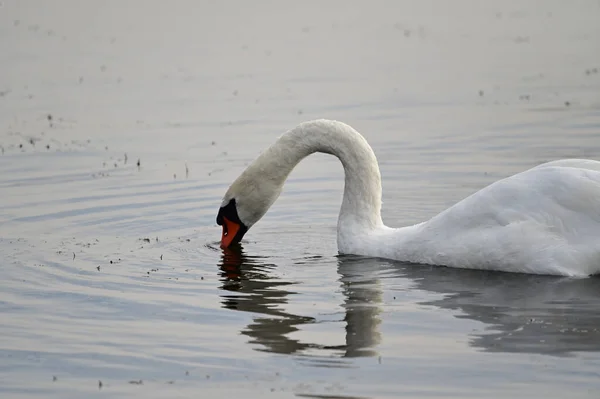 Mooie Witte Zwaan Zwemmen Meer Wateroppervlak Zomerdag — Stockfoto