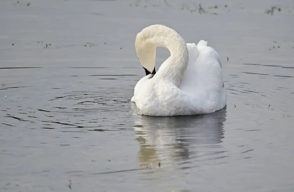 Hermoso Cisne Blanco Nadando Superficie Del Agua Del Lago Día — Foto de Stock