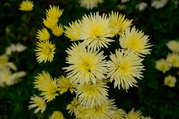 Schöne Blumen Wachsen Garten Sonnigen Sommertag — Stockfoto