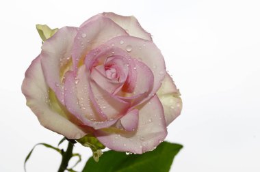 Gökyüzü arka planında güzel bir gül, yaz konsepti, yakın manzara  