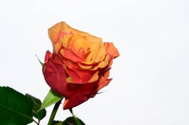 Gökyüzü arka planında güzel bir gül, yaz konsepti, yakın manzara  