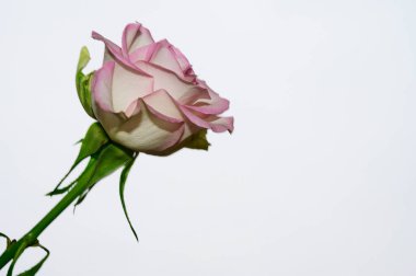 Gökyüzü arka planında güzel bir gül, yaz konsepti, yakın manzara  