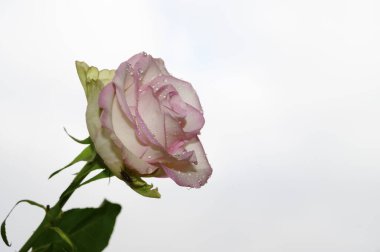Gökyüzü arka planında güzel bir gül, yaz konsepti, yakın manzara  