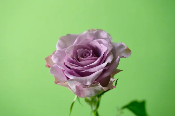 Yeşil Arka Planda Güzel Bir Gül Yaz Konsepti Yakın Manzara — Stok fotoğraf