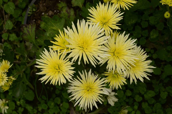 Hermosas Flores Que Crecen Jardín Verano Día Soleado —  Fotos de Stock