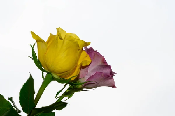 Gyönyörű Rózsák Égen Háttér Nyári Koncepció Közelről — Stock Fotó