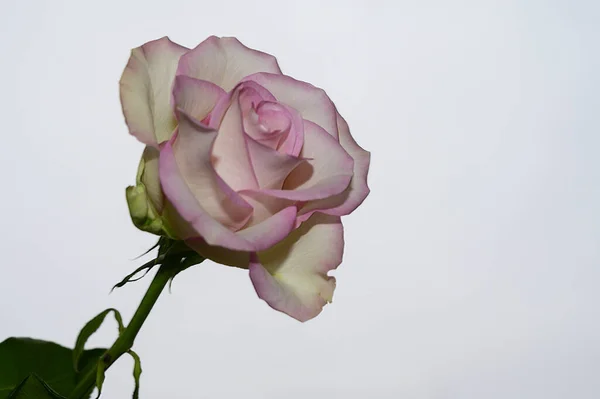 Красивый Цветок Розы Фоне Неба Летняя Концепция Близкий Вид — стоковое фото