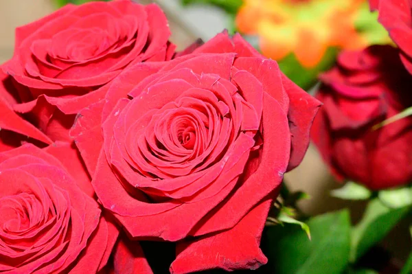Blumenstrauß Aus Schönen Rosen Auf Dunklem Hintergrund Sommerkonzept Nahsicht — Stockfoto