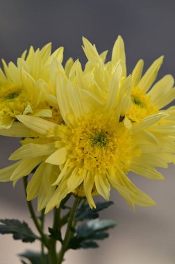 Büyüyen güzel çiçeklere yakın.