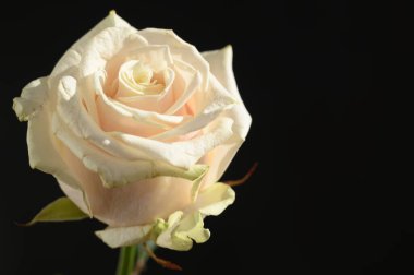 Koyu arkaplanda güzel bir gül çiçeği, yaz konsepti, yakın görüş  