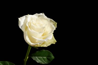 Koyu arkaplanda güzel bir gül çiçeği, yaz konsepti, yakın görüş  