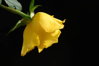 Koyu arkaplanda güzel bir gül çiçeği, yaz konsepti, yakın görüş  