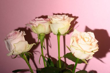 Güzel, renkli bir gül buketine yakın. 