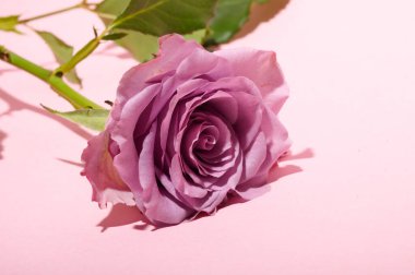 Işıklı arka planda güzel bir gül, yaz konsepti, yakın görüş  