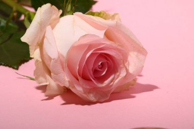 Işıklı arka planda güzel bir gül, yaz konsepti, yakın görüş  