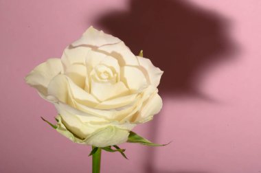 Işıklı arka planda güzel bir gül, yaz konsepti, yakın görüş  