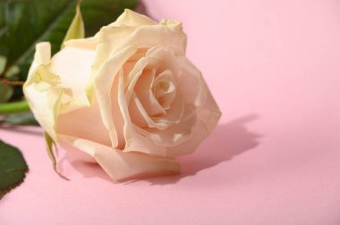 Işıklı arka planda güzel bir gül, yaz konsepti, yakın görüş  