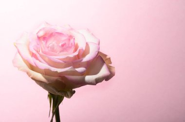 Işıklı arka planda güzel bir gül, yaz konsepti, yakın görüş  