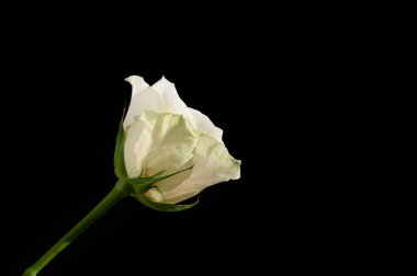 Koyu arkaplanda güzel bir gül çiçeği, yaz konsepti, yakın görüş  