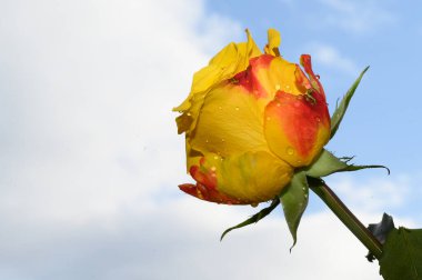Gökyüzü arka planında güzel bir gül, yaz konsepti, yakın manzara  