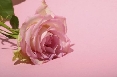 Işıklı arka planda güzel bir gül, yaz konsepti, yakın görüş  