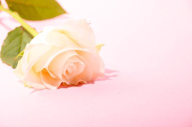 Işıklı arka planda güzel bir gül, yaz konsepti, yakın görüş  