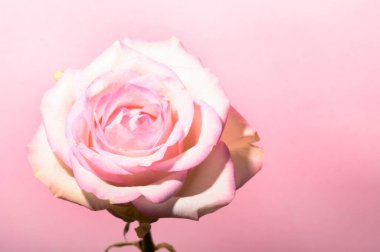 Işıklı arka planda güzel bir gül, yaz konsepti, yakın görüş  