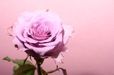 Işıklı arka planda güzel bir gül, yaz konsepti, yakın görüş  