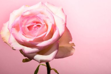 Işıklı arka planda güzel bir gül, yaz konsepti, yakın görüş  