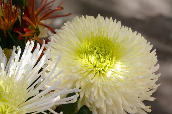 Belles Fleurs Poussant Dans Jardin Journée Ensoleillée Été — Photo