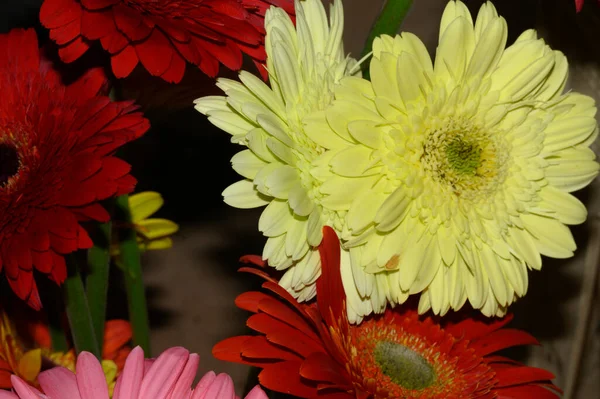 Schöne Blumen Wachsen Garten Sonnigen Sommertag — Stockfoto