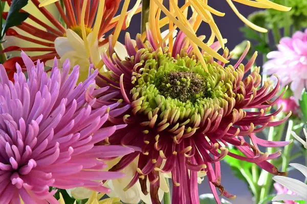 Mooie Bloemen Groeien Tuin Zomer Zonnige Dag — Stockfoto