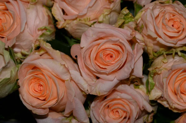 Nahaufnahme Von Schönen Bunten Rosenblüten Bouquet — Stockfoto