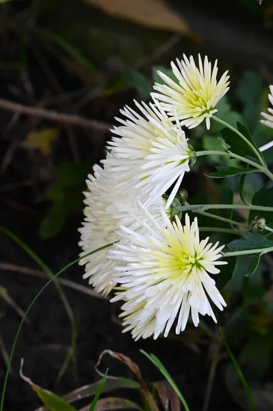 Vackra Blommor Xer Trã Dgã Rden Sommaren Solig Dag — Stockfoto